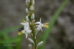 Chlorophytum glaucum